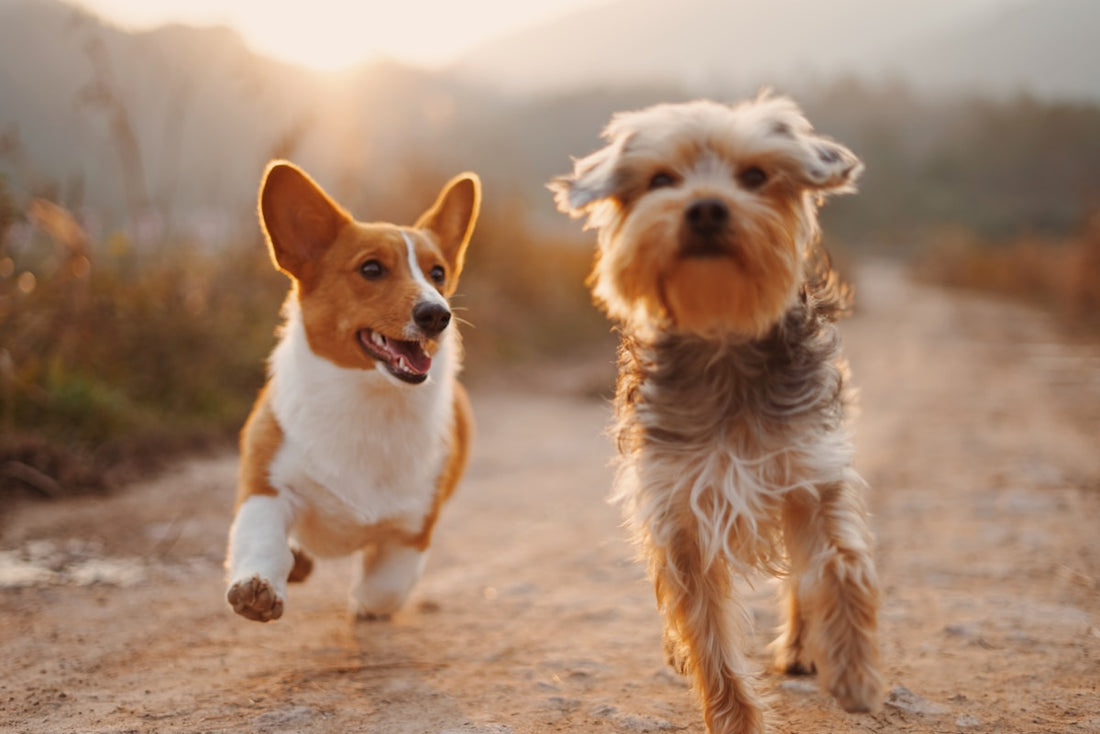 Laser-Engraved Pet Memorials: A Niche Side Hustle With Real Heart